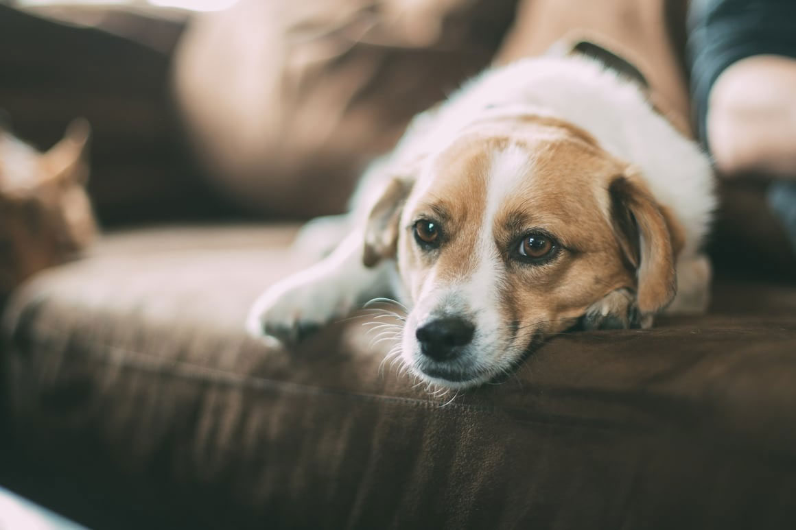 Best CBD Oil For Dogs and Cats With Arthritis - Charas Scientific