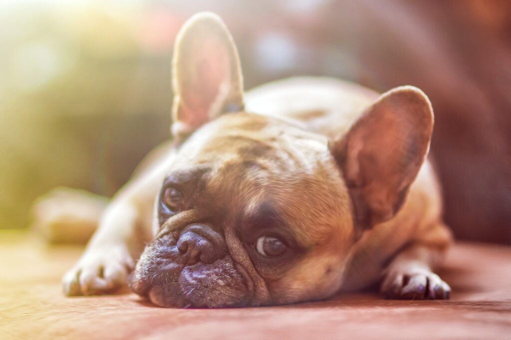 bulldog ga74c95ba6 1280